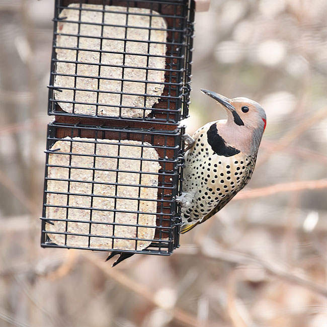 12-Pack of Suet Cakes