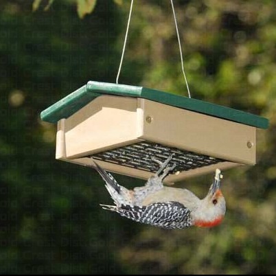 Suet-Sized Upside Down Feeder