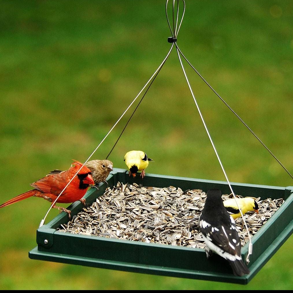 Hanging Platform Bird Feeder