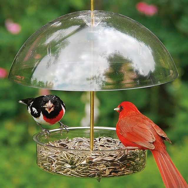 Clear Covered Bird Feeder