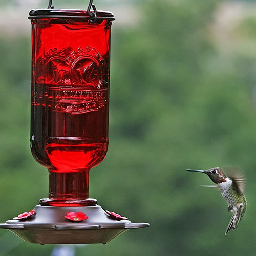 Elixer Hummingbird Feeder with Perches