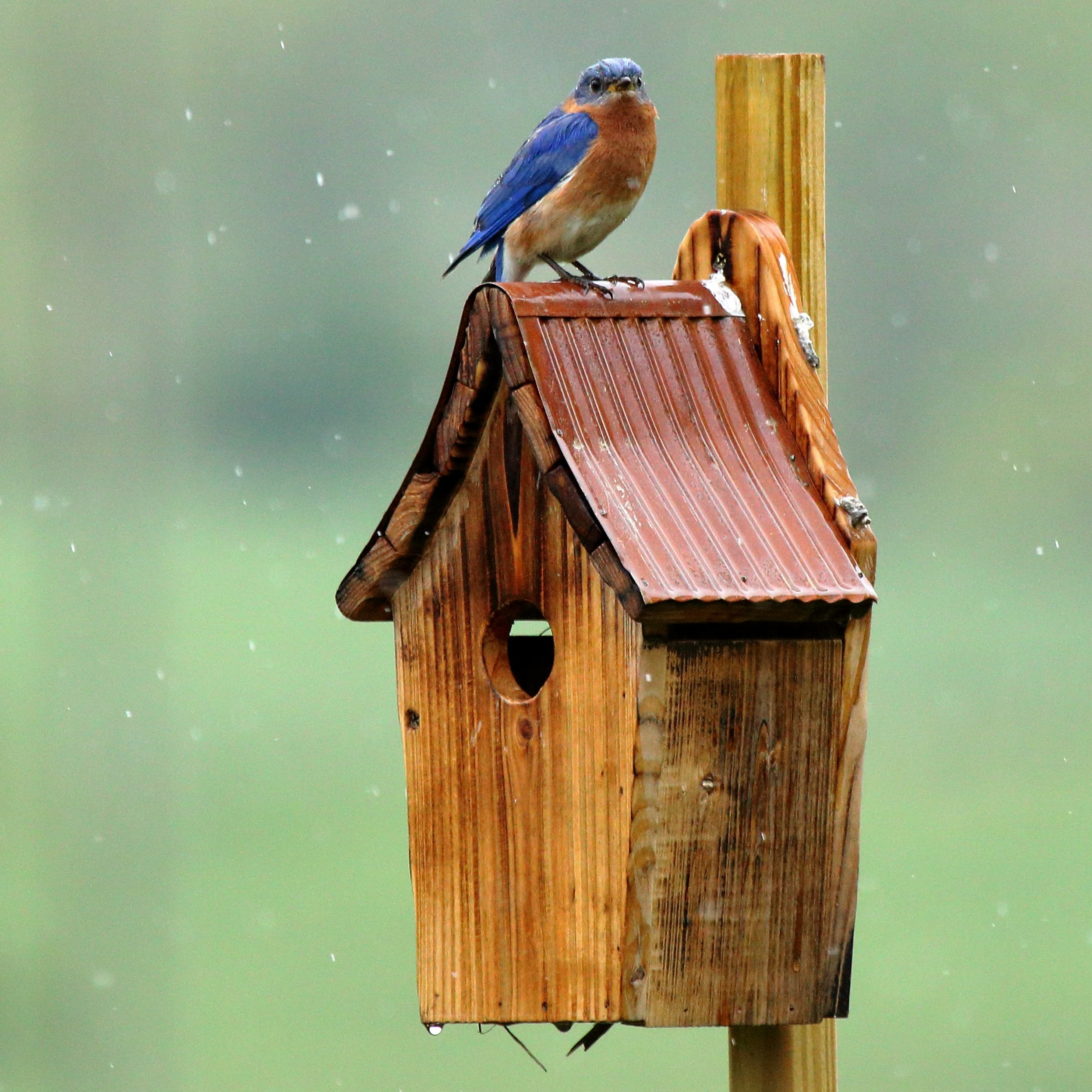 Metal Roof Bluebird House