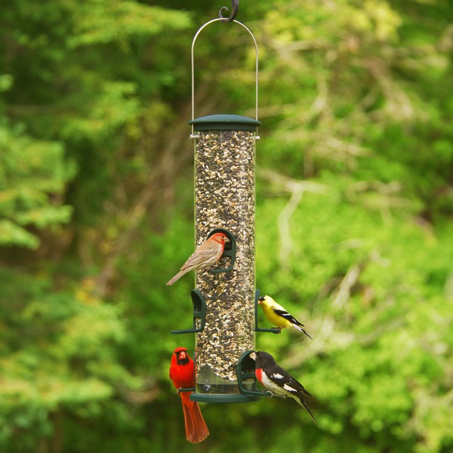 Cardinal and Songbird Feeder
