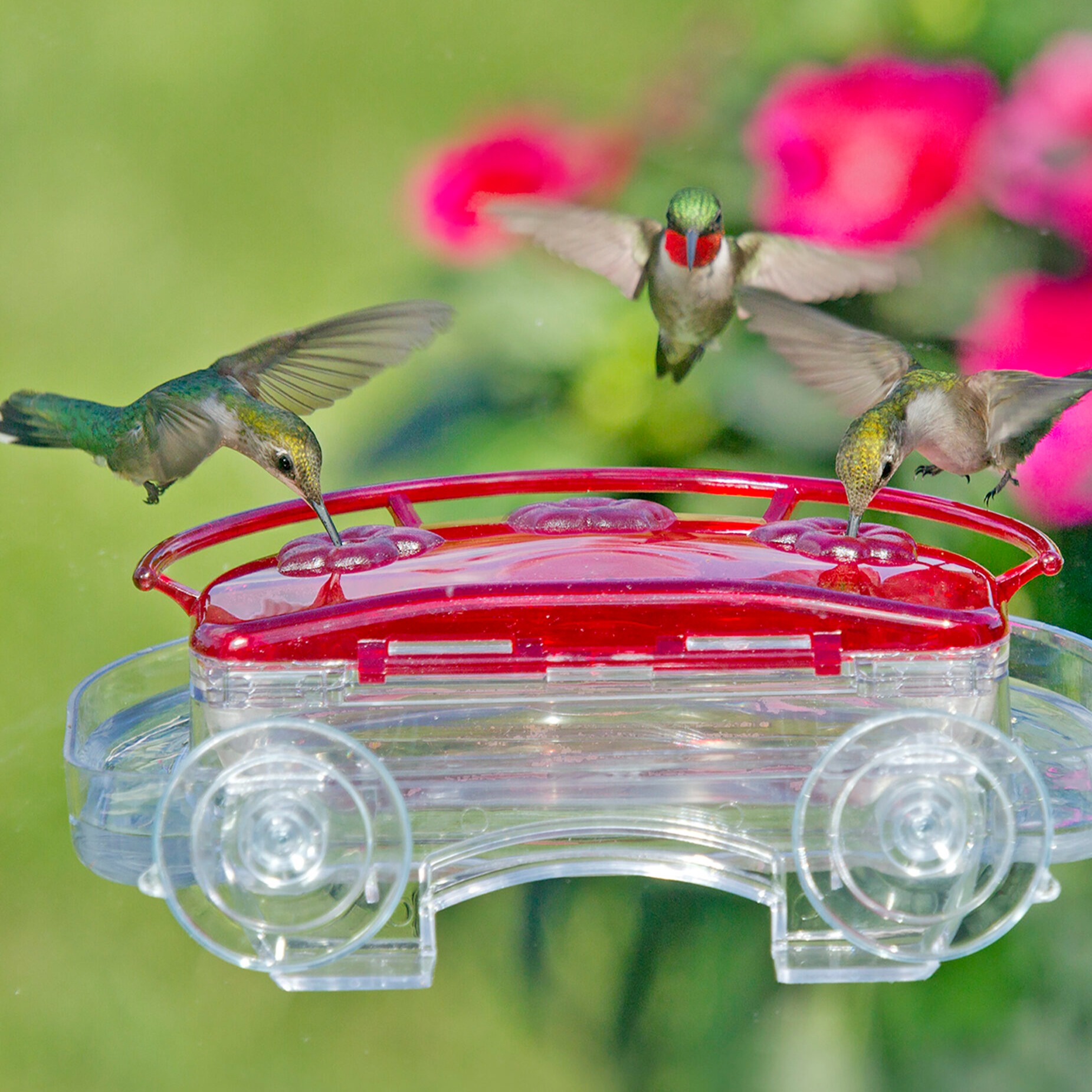 Jewel Box Window Hummingbird Feeder
